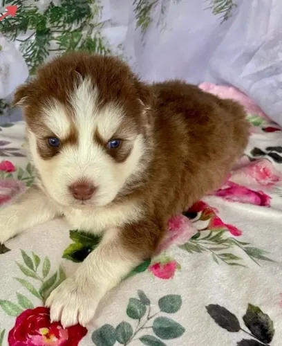 Filhotes de Husky Siberiano | Alegria que renova as energias