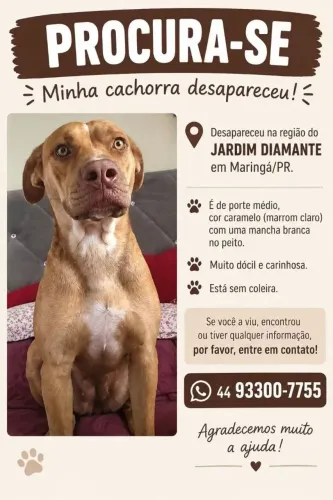 Procura se pela Nala