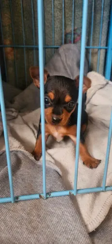 Pinscher fêmea 0