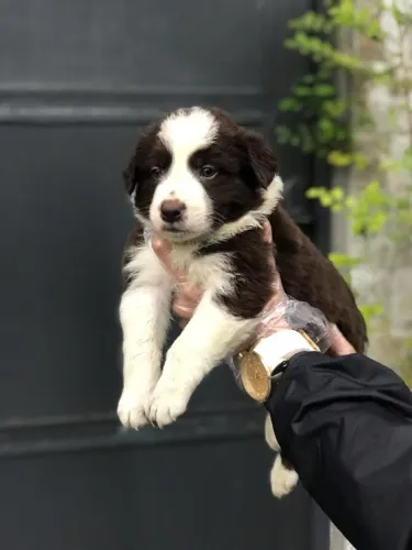 Compre seu Border Collie com Contrato e Garantias Veterinárias