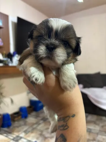 Shih-tzu 