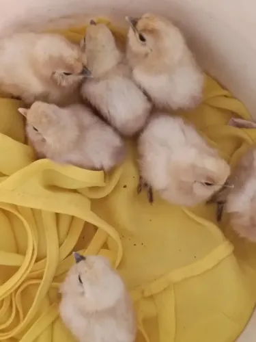 Vendo pintinhos de sedosa