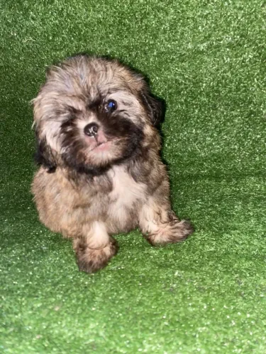 Shihtzu macho. Dourado