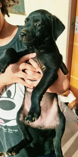 Cachorrinhos fofos