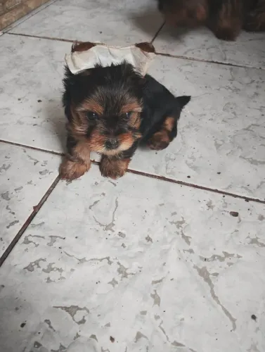 Filhote Yorkshire Terrier, Pequenos Anjinhos Peludos Procurando Lares Amorosos!