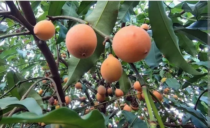 Achachairu Boliviano 