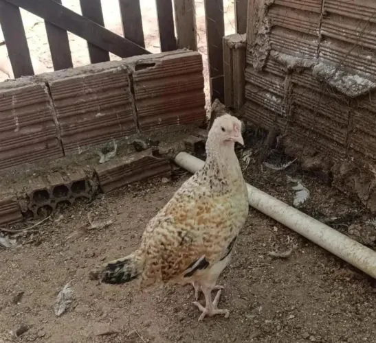 Pintinhos de Caipira Modelada