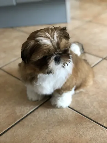Shih Tzu branco com dourado 