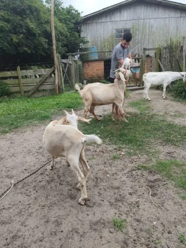 Cabra mineira leiteira 