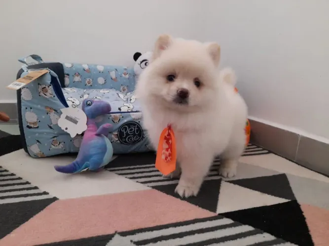 Lindos Lulu da Pomerania anão. Com procedência