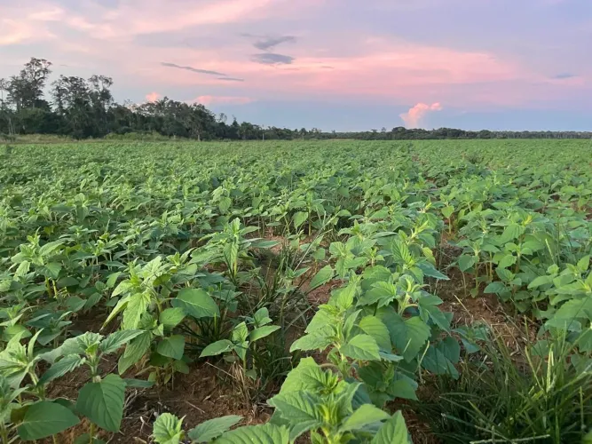 Fazenda de arrendamento 1.900hec em Santiago do norte MT.