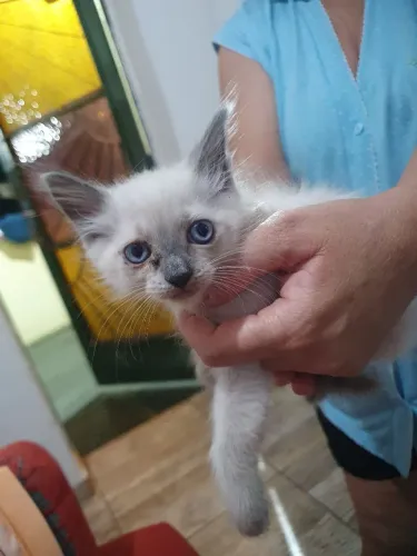Estou doando esse gatinho macho 