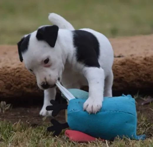 Jack Russell Terrier Fêmea Mini - Destemida e esperta