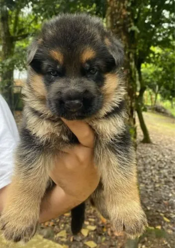 Pastor alemão original o puro 