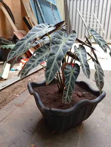Planta