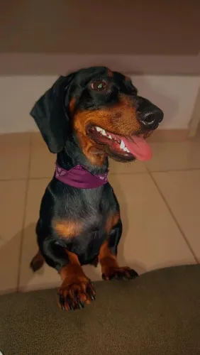Cachorro salsicha para cruzar