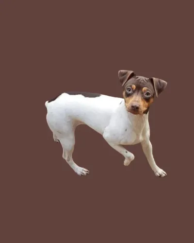 Terrier Brasileiro