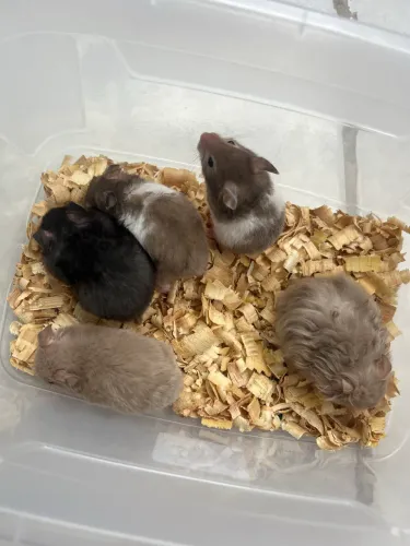 Hamster sírio
