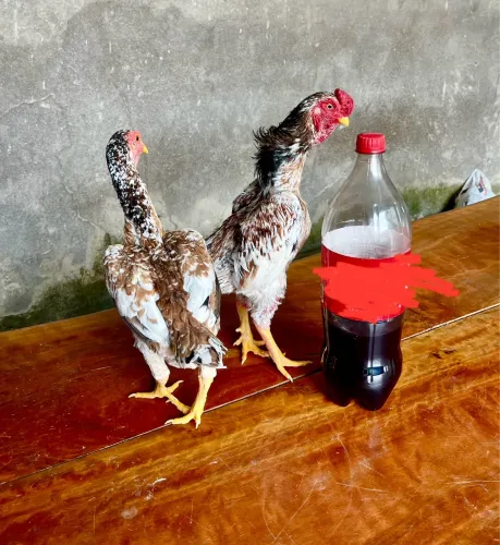 Galo Ko shamo