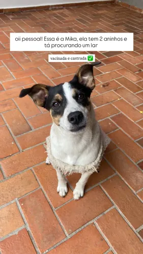 Adoção responsável de cachorro