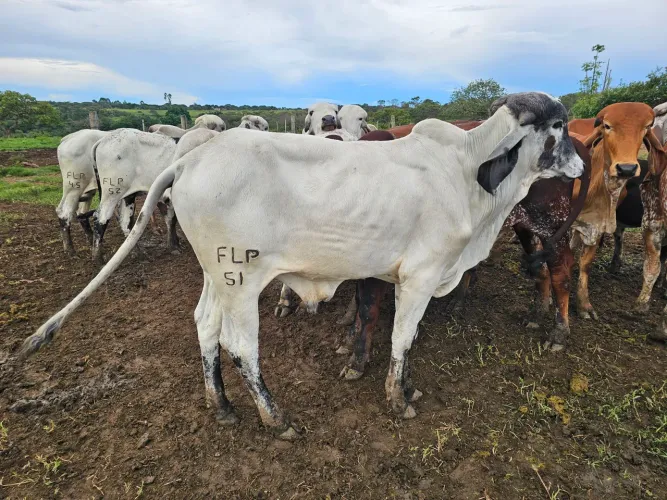 Tourinhos Gir Leiteiro PO filhos de central