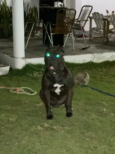 Pitbul x pitmonster