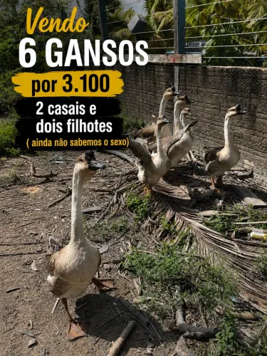 Gansos