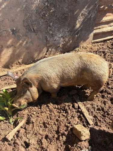 Porco 
