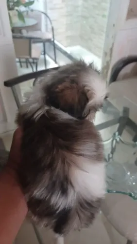 Vendo filhote de Shih Tzu fêmea