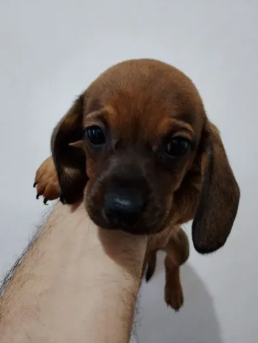 Dachshund/ teckel