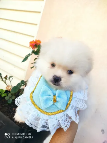 Lulu da Pomerania