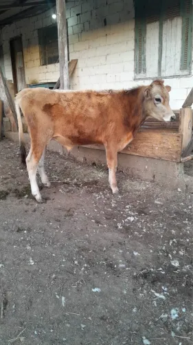 Bezerra Jersey