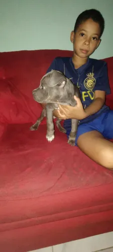 Filhote de Bulldog francês 