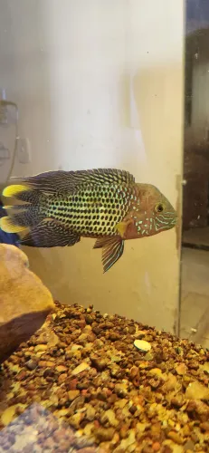 Green terror