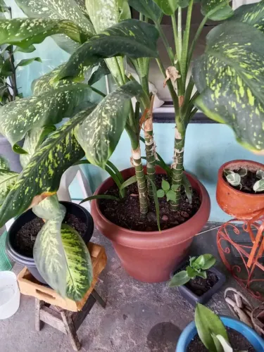 Plantas diversas