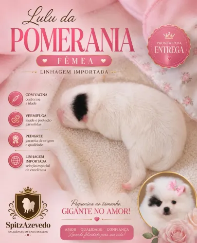 Filhote de Spitz Alemão