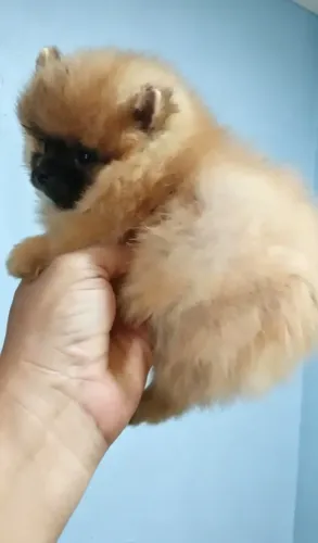 Anõezinhos lulu da pomerãnia minúsculos de verdade com documentação pedigree CBKC.,