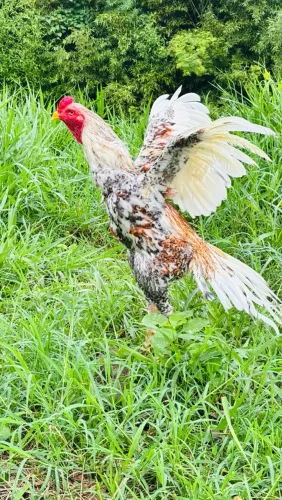 Galo índio
