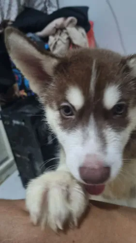 Huskys Filhotes Autênticos