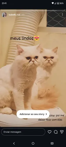 2 gatos persa fêmea e macho
