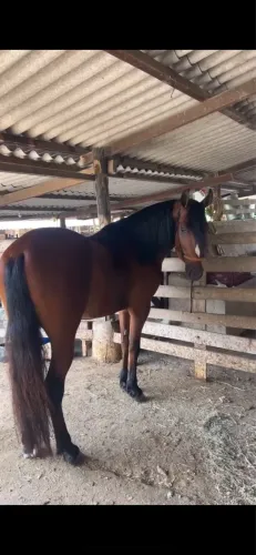 Cavalo Mangalarga Marchador 