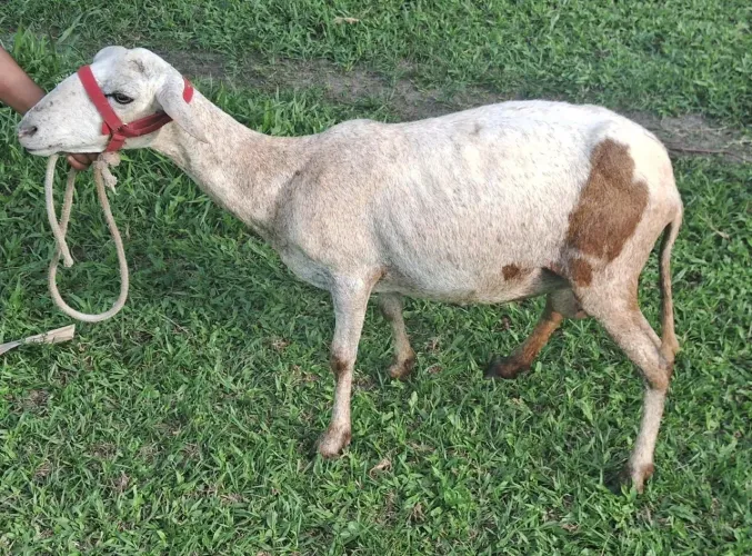 Vendo esse casal de ovelhas  da raça dorp com santa Inês 