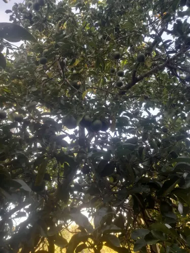 Abacate avocado