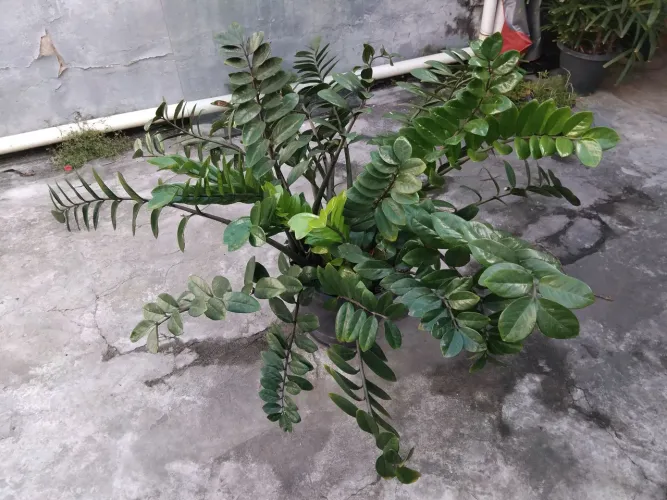 ZAMIOCULCA 