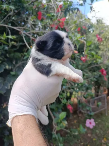 Shitzu macho e fêmea 