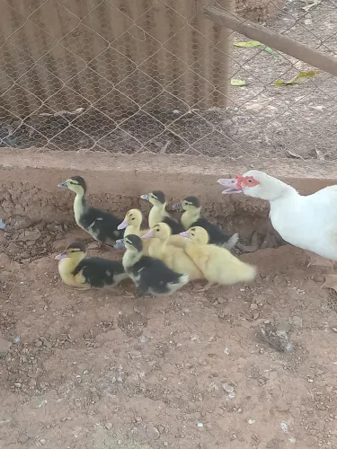 8 Patos