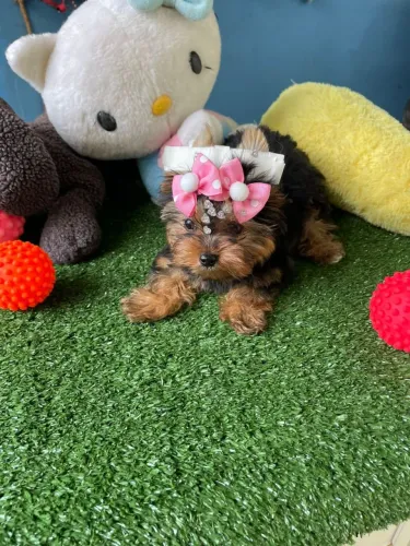 Yorkshire mini