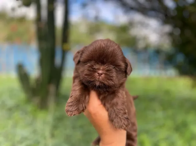 Belos Lulu com pedigree microchip