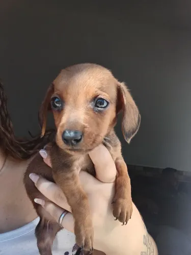 Dachshunds disponíveis