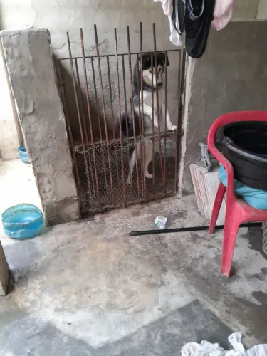 Vendo uma cachorra husky siberiano